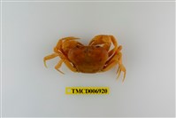 藏品(南澳澤蟹)的圖片